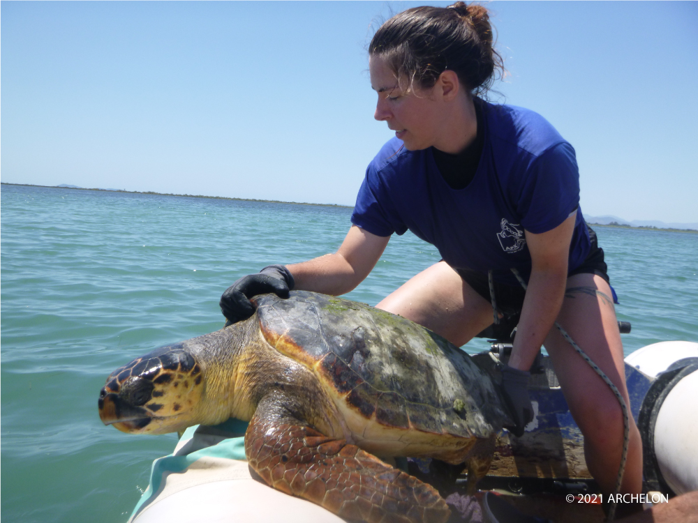 ARCHELON PHOTO 1 with credits