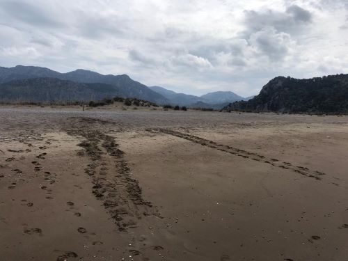 The first Turtles Nest of the season in Dalyan beach 1 DEKAMER