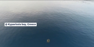 Nesting Monitoring in Kyparissia Bay Greece