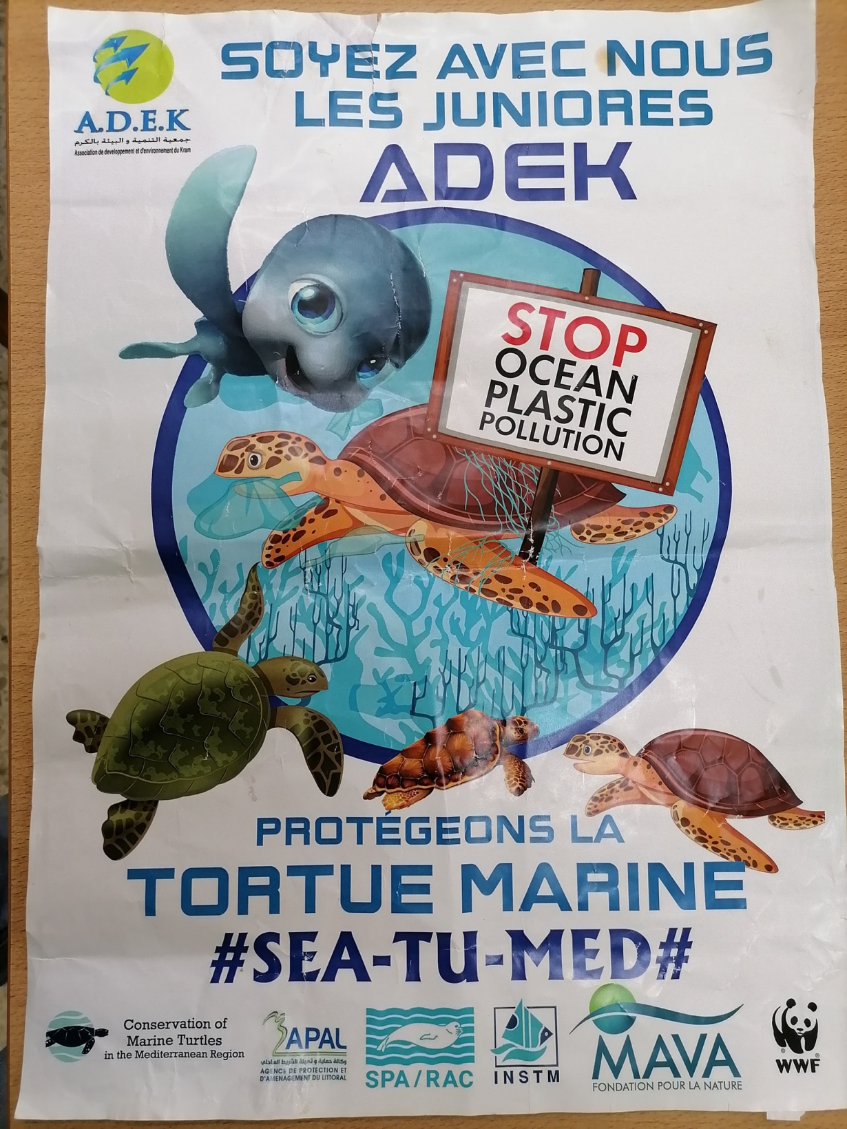Bringing Marine Turtles to Schools