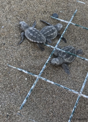 Hatchlings emerging from protected nest