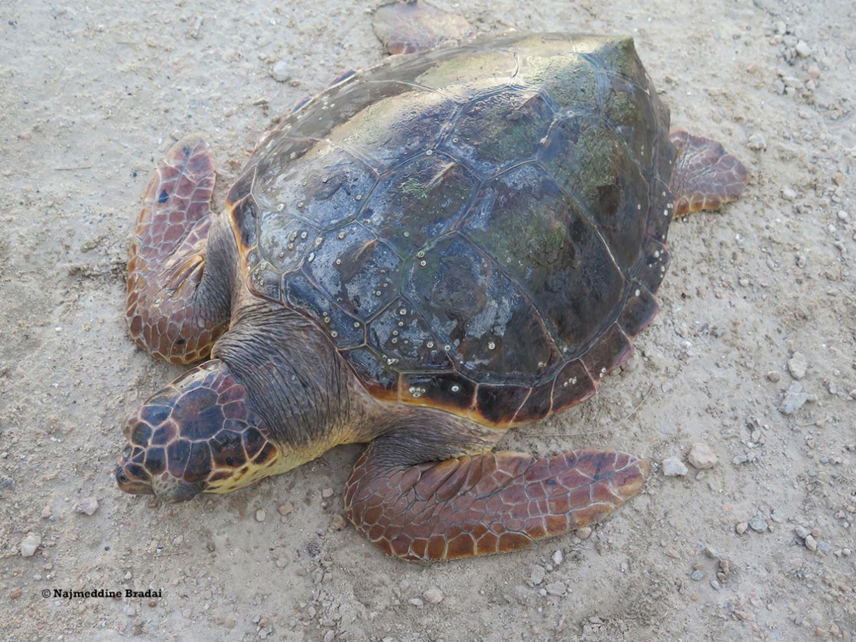 Loggerhead (Caretta caretta) turtle