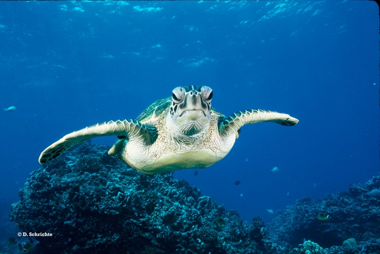 Green turtle (Chelonia mydas)