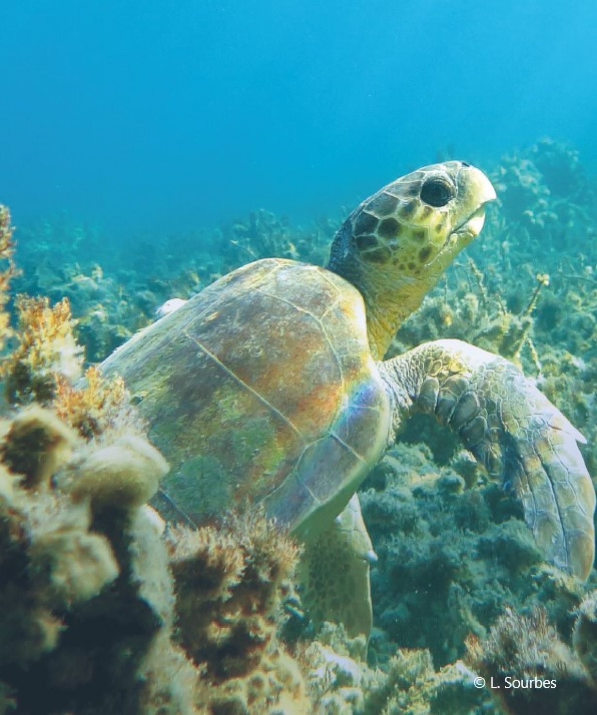 Marine Turtles in MPAs - A Monitoring and Management Guide
