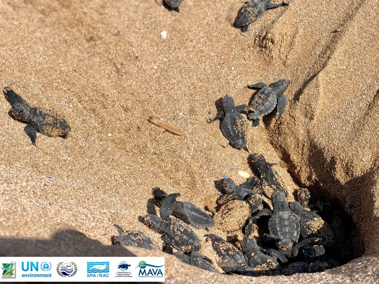 Hatching in Lebanon
