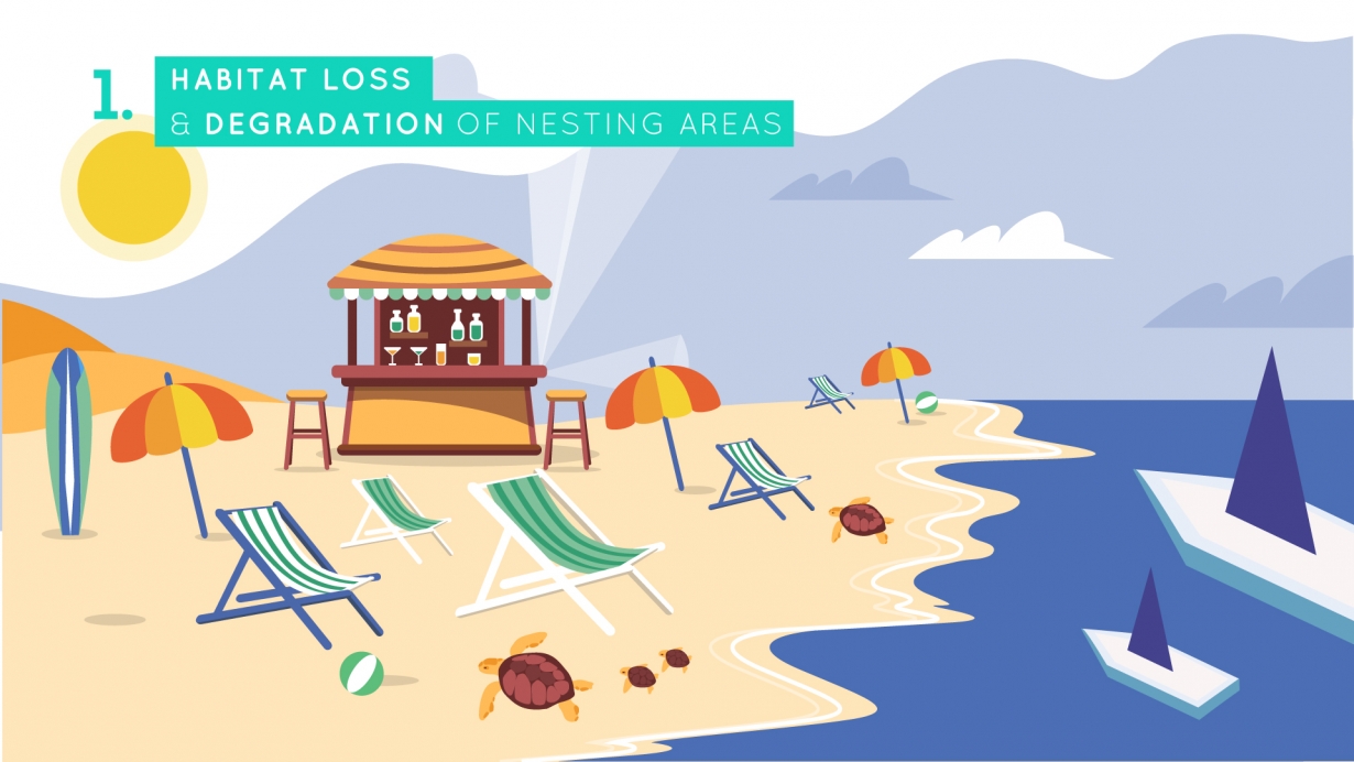 Video Conservation of Marine Turtles in the Mediterranean Region Video_French subtitles