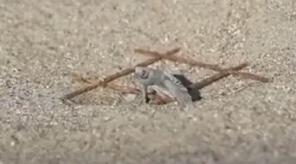 It's nesting season 2020