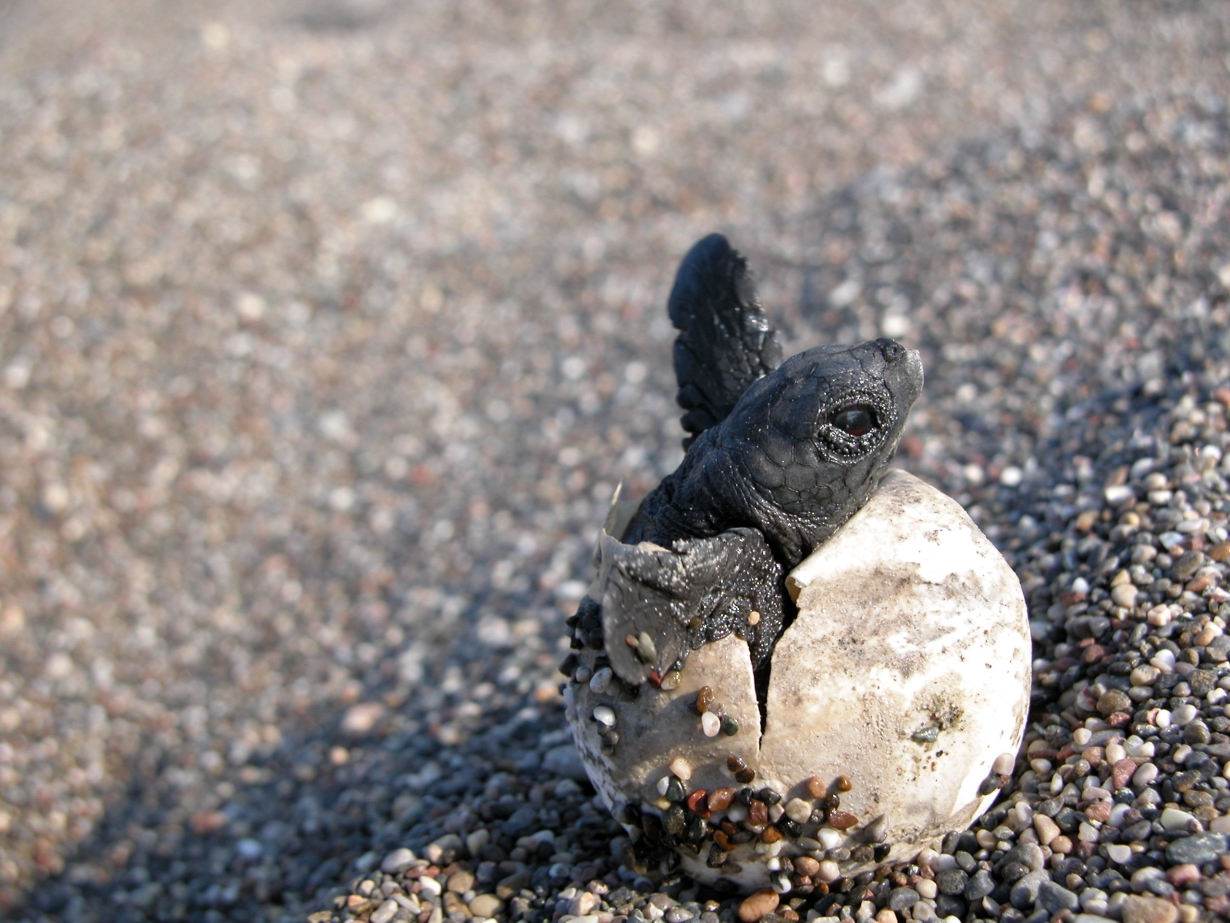 Photo Exhibition in Athens: Humans and Turtles! An Everlasting Relationship