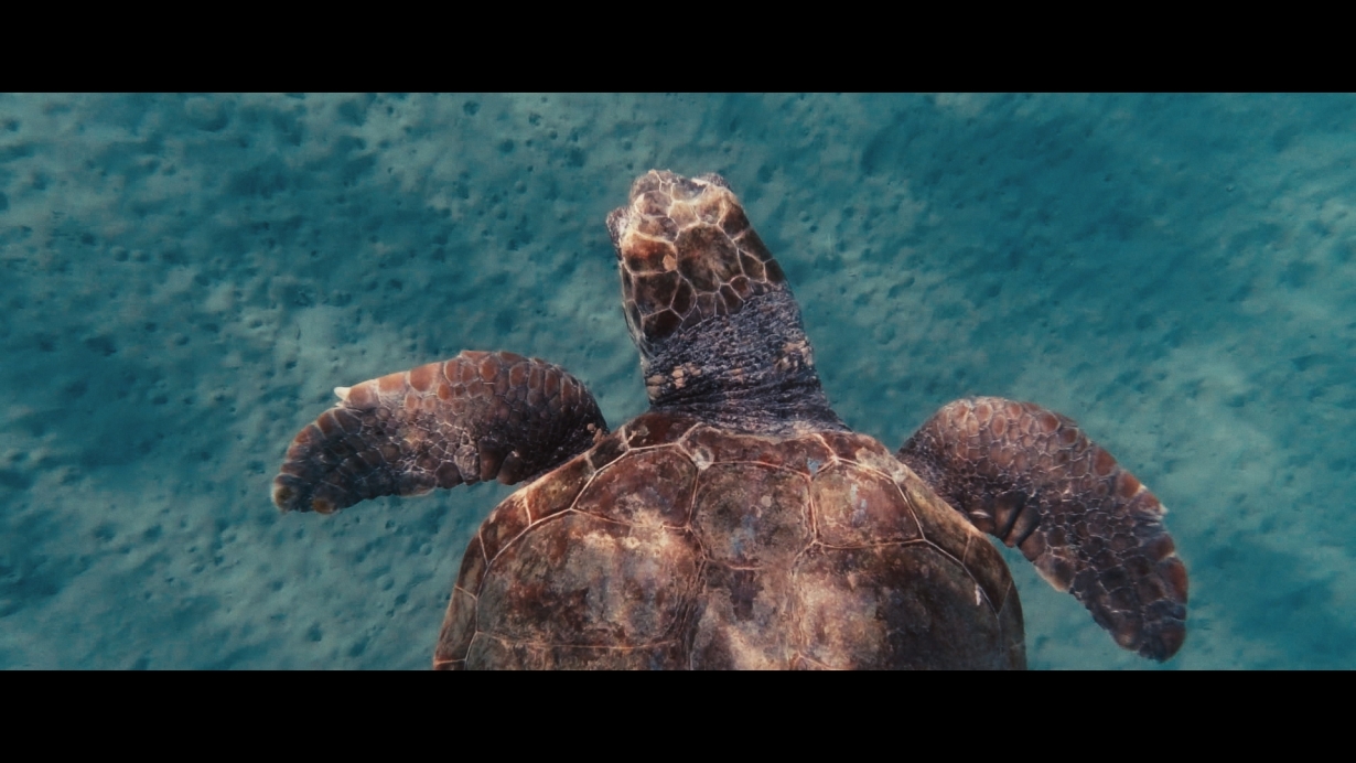 My Name is Blue Trailer: A Milestone Documentary about Sea Turtles in the Mediterranean