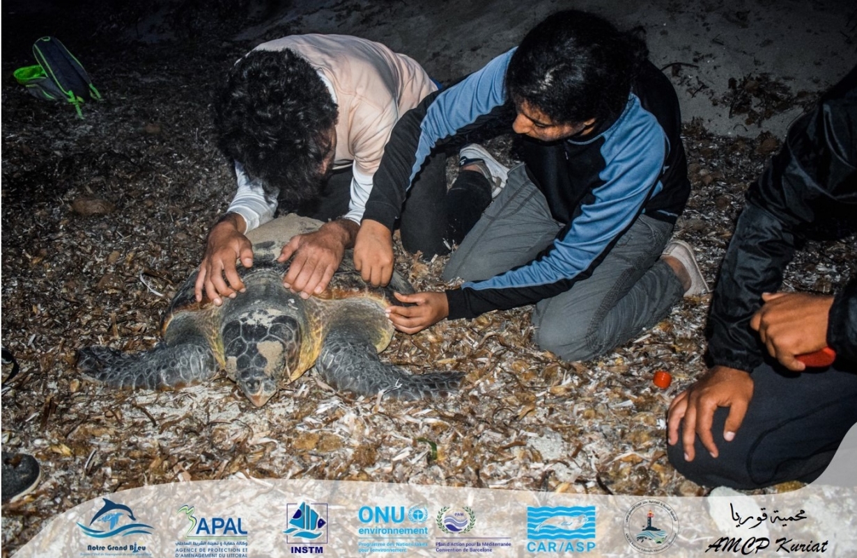 Nesting Monitoring of Caretta caretta Sea Turtle in Kuriat islands!