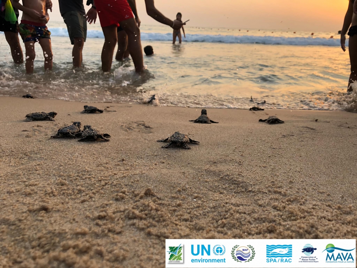 Hatchlings in Lebanon