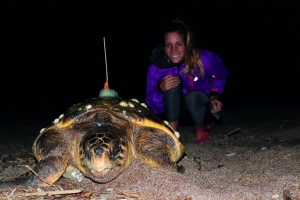 3. Loggerhead turtle in Kyparissia Bay with a PTT attached after nesting.