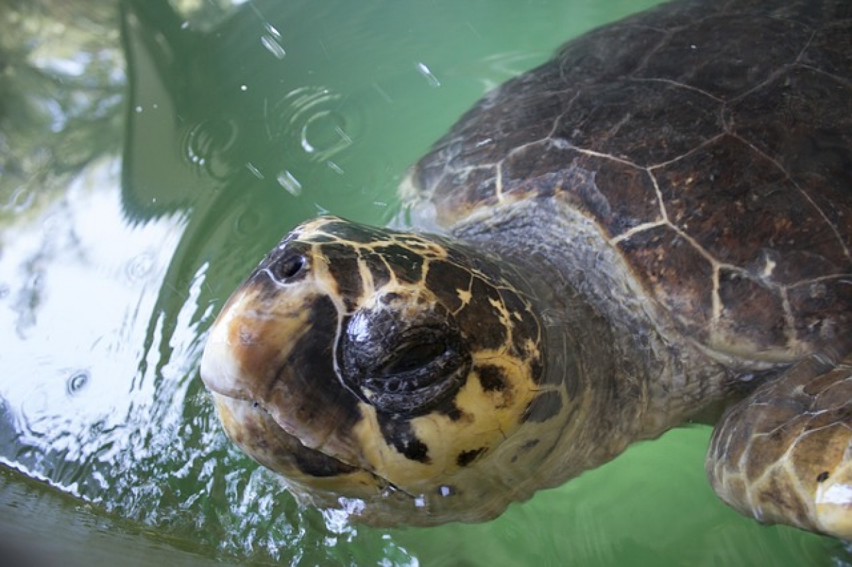 Fishers safe release a sea turtle in Tunisia