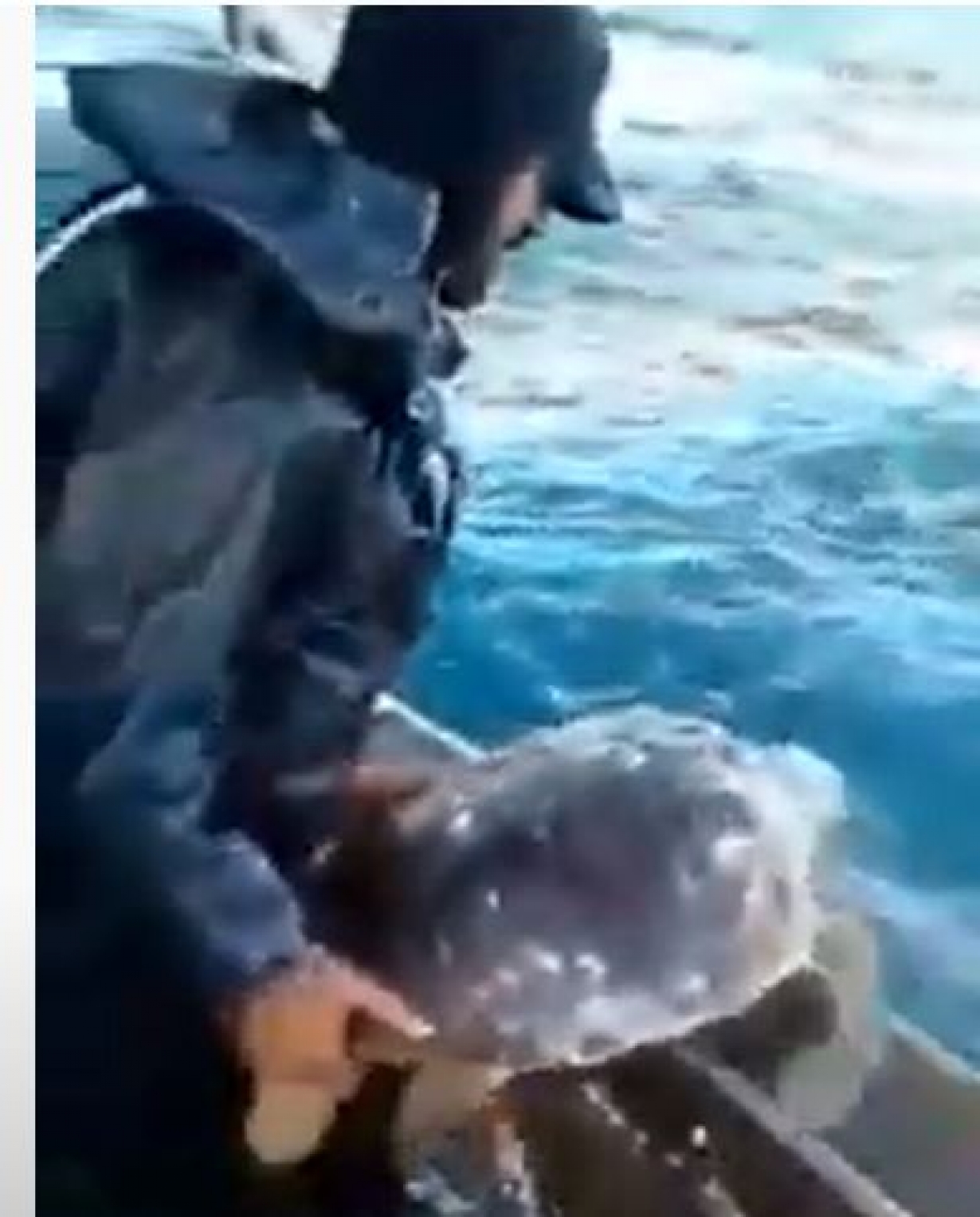 Engaging Fishers to Sea Turtle Release