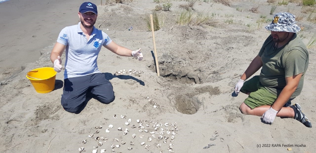Another Sea Turtle Hatchling Success at Divjaka Beach