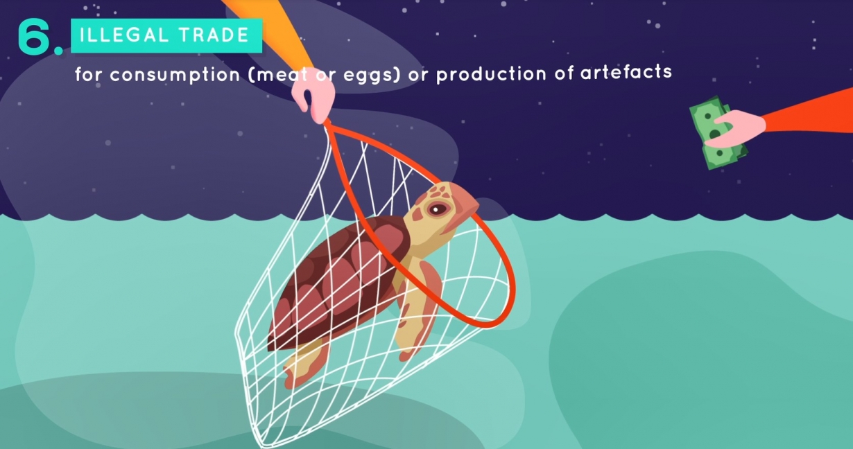 Conservation of Marine Turtles in the Mediterranean Region Video