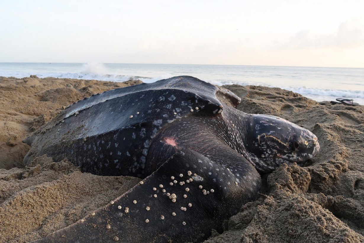 Leatherback turtle (Dermochelys coriacea)